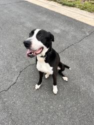 Found/Stray Male Dog last seen Rural hall , Rural Hall, NC 27045