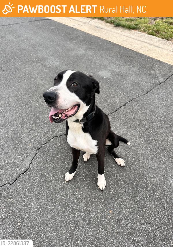 Found/Stray Male Dog last seen Rural hall , Rural Hall, NC 27045
