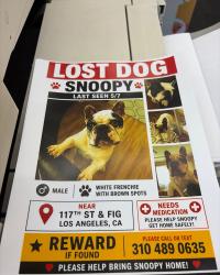 Lost Male Dog last seen Figueroa, Los Angeles, CA 90061