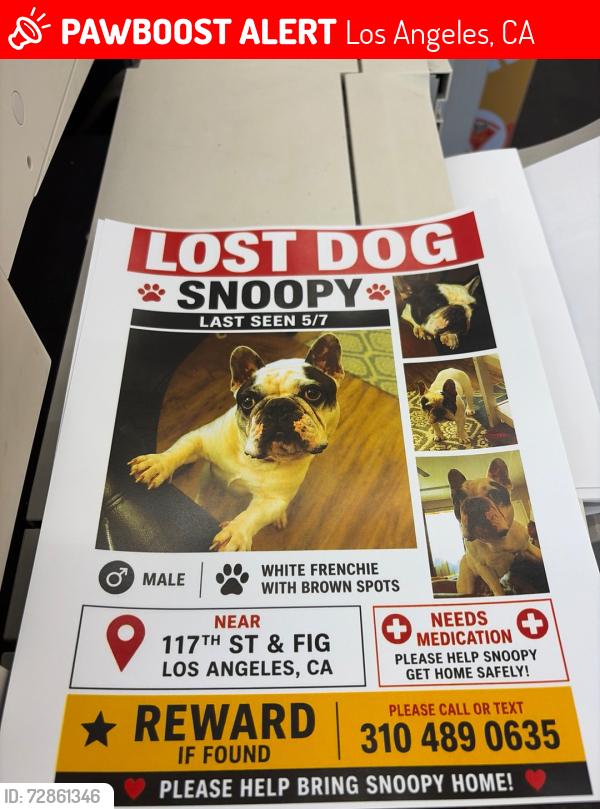 Lost Male Dog last seen Figueroa, Los Angeles, CA 90061