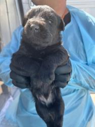 Shelter Stray Male Dog last seen Mitchell Ave & E Mountain View Ave, Selma Zone Fresno CO 3 93662, CA, Fresno, CA 93706