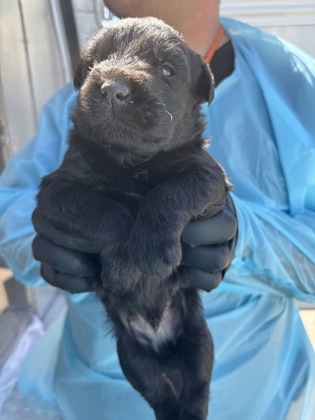 Shelter Stray Male Dog last seen Mitchell Ave & E Mountain View Ave, Selma Zone Fresno CO 3 93662, CA, Fresno, CA 93706