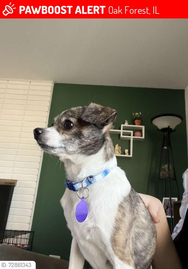 Lost Male Dog last seen Near 147th and Cicero, Oak Forest, IL 60452
