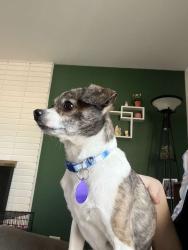 Lost Male Dog last seen Near 147th and Cicero, Oak Forest, IL 60452