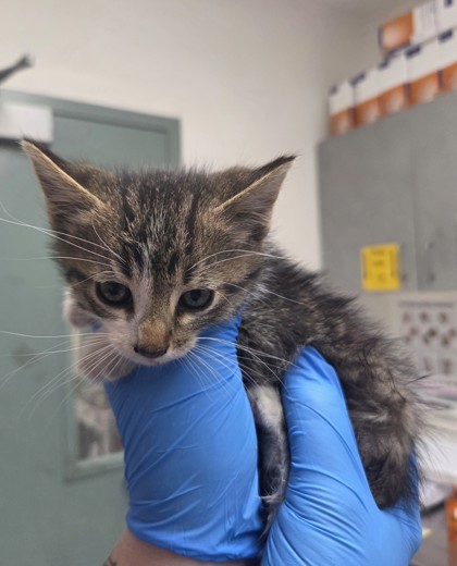 Shelter Stray Male Cat last seen Oakland, CA 94603, Oakland, CA 94601