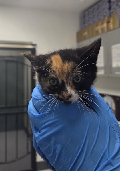 Shelter Stray Female Cat last seen Oakland, CA 94603, Oakland, CA 94601