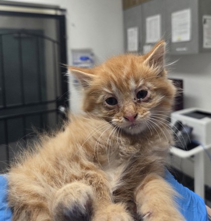 Shelter Stray Female Cat last seen Oakland, CA 94603, Oakland, CA 94601