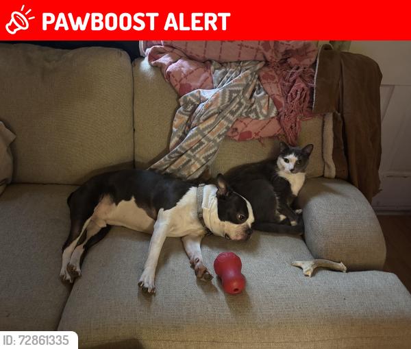 Lost Male Cat last seen Near Grand ave , Neville Township, PA 15225