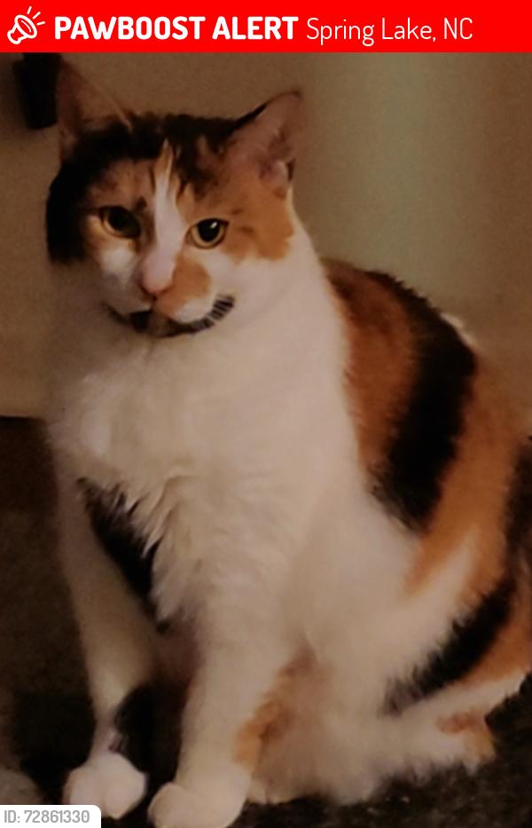 Lost Female Cat last seen Near shed, Spring Lake, NC 28390