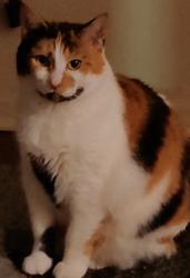 Lost Female Cat last seen Near shed, Spring Lake, NC 28390
