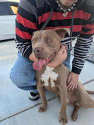 Found/Stray Unknown Dog last seen Cobalt and La Mesa, Victorville, CA 92392