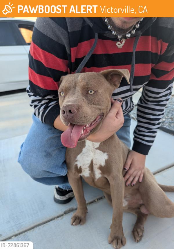 Found/Stray Unknown Dog last seen Cobalt and La Mesa, Victorville, CA 92392