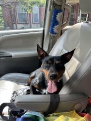 Found/Stray Female Dog last seen Pecan Place Drive, McKinney, TX 75071