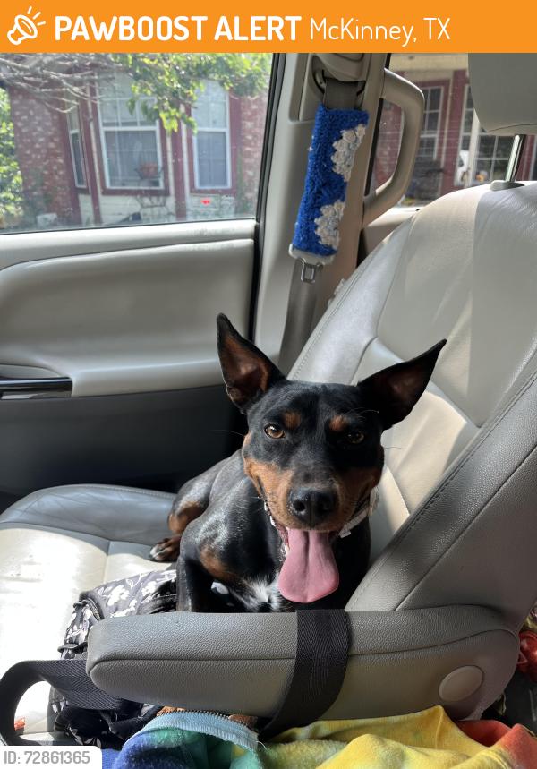 Found/Stray Female Dog last seen Pecan Place Drive, McKinney, TX 75071