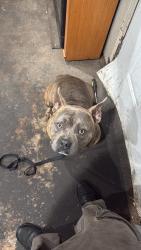 Lost Male Dog last seen Cambria ln , Wayne County, NC 27530