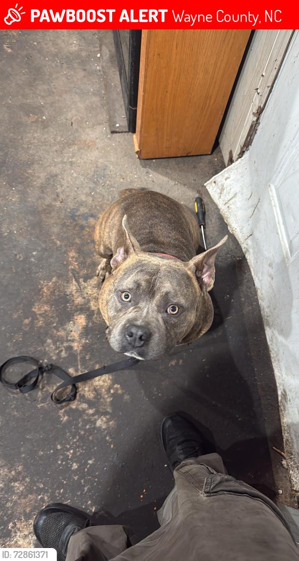 Lost Male Dog last seen Cambria ln , Wayne County, NC 27530