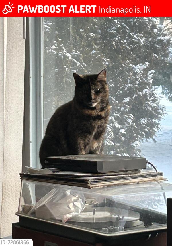 Lost Female Cat last seen Near Six Points - Central / Washington Blvd / 70th St, Indianapolis, IN 46220