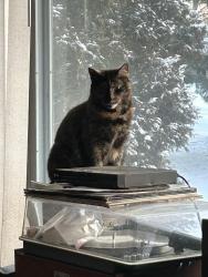 Lost Female Cat last seen Near Six Points - Central / Washington Blvd / 70th St, Indianapolis, IN 46220