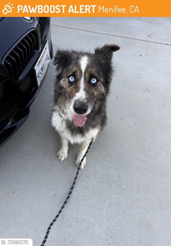 Found/Stray Male Dog last seen Menifee Road and Watson Road, Menifee, CA 92586