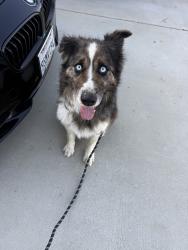 Found/Stray Male Dog last seen Menifee Road and Watson Road, Menifee, CA 92586