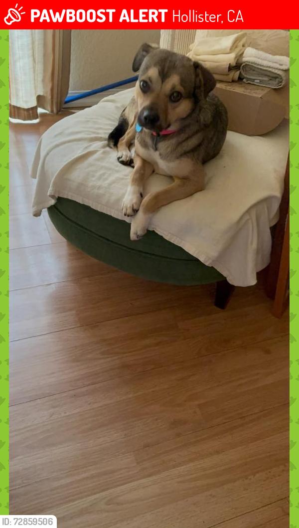 Lost Female Dog last seen Boat ramp at the San Luis reservoir , Hollister, CA 95023