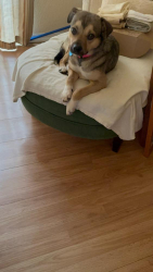 Lost Female Dog last seen Boat ramp at the San Luis reservoir , Hollister, CA 95023