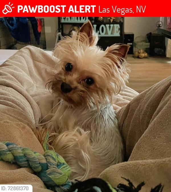 Lost Male Dog last seen E Osage ave , Las Vegas, NV 89110
