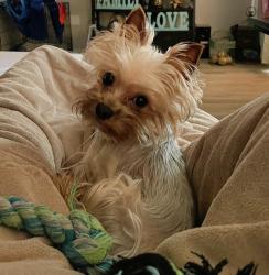 Lost Male Dog last seen E Osage ave , Las Vegas, NV 89110