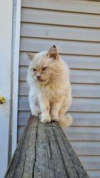 Lost Male Cat last seen Near victory lane belton, Belton, SC 29627