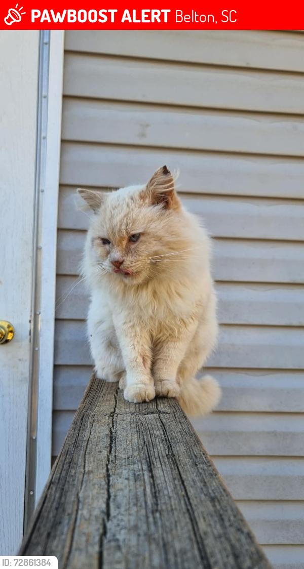 Lost Male Cat last seen Near victory lane belton, Belton, SC 29627