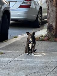 Found/Stray Unknown Dog last seen 21st and eureka, San Francisco, CA 94114