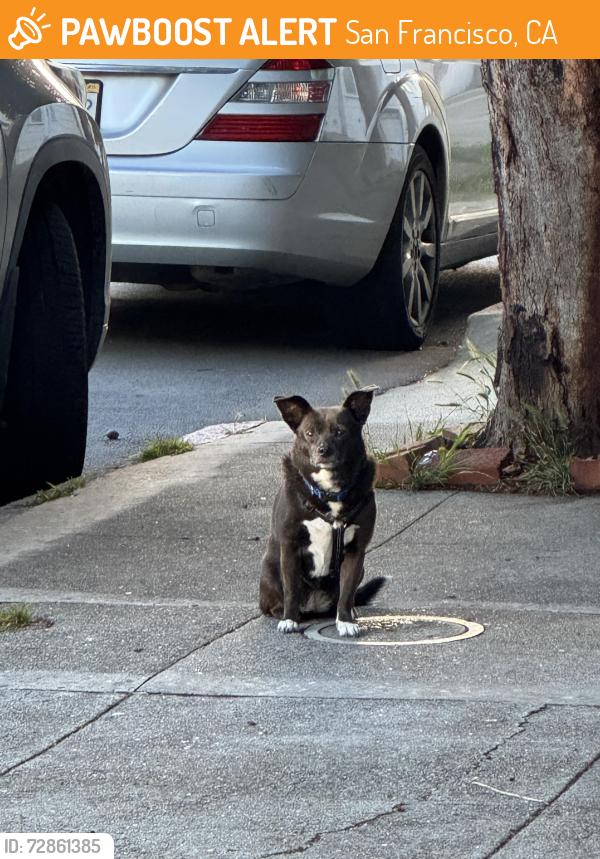 Found/Stray Unknown Dog last seen 21st and eureka, San Francisco, CA 94114