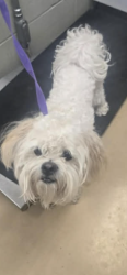 Lost Male Dog last seen 34th street , Minneapolis, MN 55407