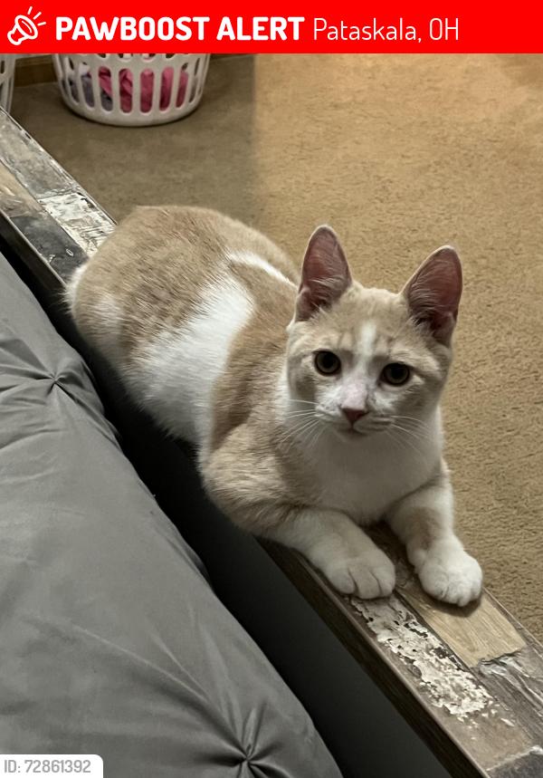 Lost Male Cat last seen Harold Stewart Parkway/Cranberry, Pataskala, OH 43062