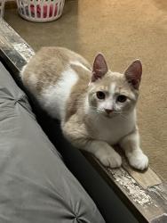 Lost Male Cat last seen Harold Stewart Parkway/Cranberry, Pataskala, OH 43062