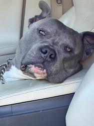 Lost Female Dog last seen Jim Russell rd and Rhône’s quarter rd. , Tyler, TX 75705