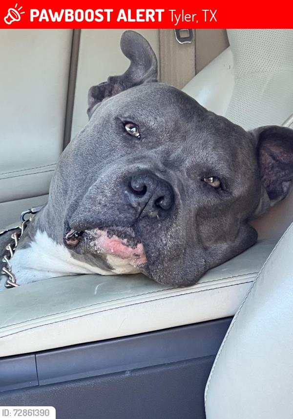 Lost Female Dog last seen Jim Russell rd and Rhône’s quarter rd. , Tyler, TX 75705