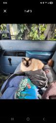 Lost Female Cat last seen South Seattle community College, Seattle, WA 98108