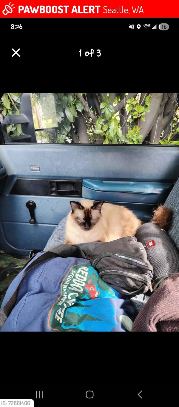 Lost Female Cat last seen South Seattle community College, Seattle, WA 98108