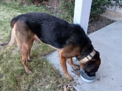 Found/Stray Male Dog last seen In the center of the neighborhood by the pool, Aurora, CO 80012