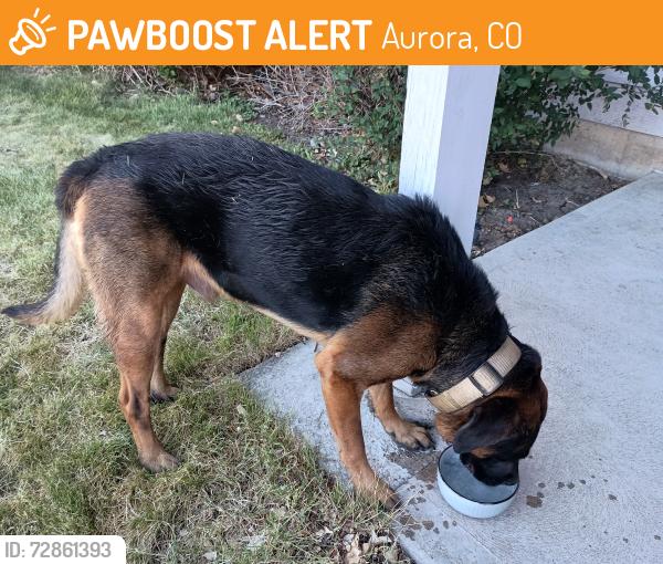 Found/Stray Male Dog last seen In the center of the neighborhood by the pool, Aurora, CO 80012