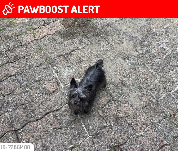 Lost Female Dog last seen Near Rodger ave , Port Coquitlam, BC V3C 1C2