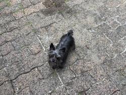 Lost Female Dog last seen Near Rodger ave , Port Coquitlam, BC V3C 1C2