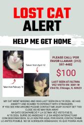Lost Male Cat last seen Near W 23rd St, Chicago, IL 60623, Chicago, IL 60623