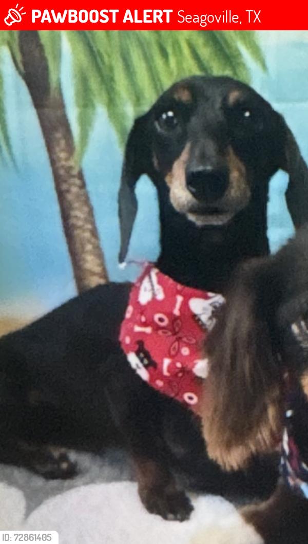 Lost Female Dog last seen Bethel Baptist Church, Seagoville, TX 75159