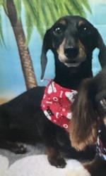 Lost Female Dog last seen Bethel Baptist Church, Seagoville, TX 75159
