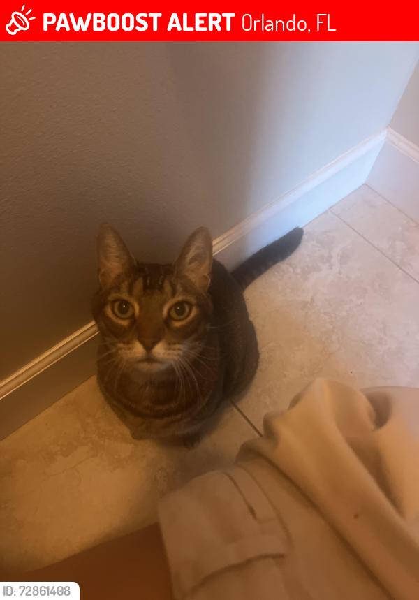 Lost Male Cat last seen Courtleigh drive, Orlando, FL 32835
