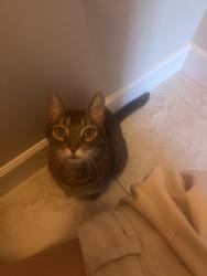 Lost Male Cat last seen Courtleigh drive, Orlando, FL 32835
