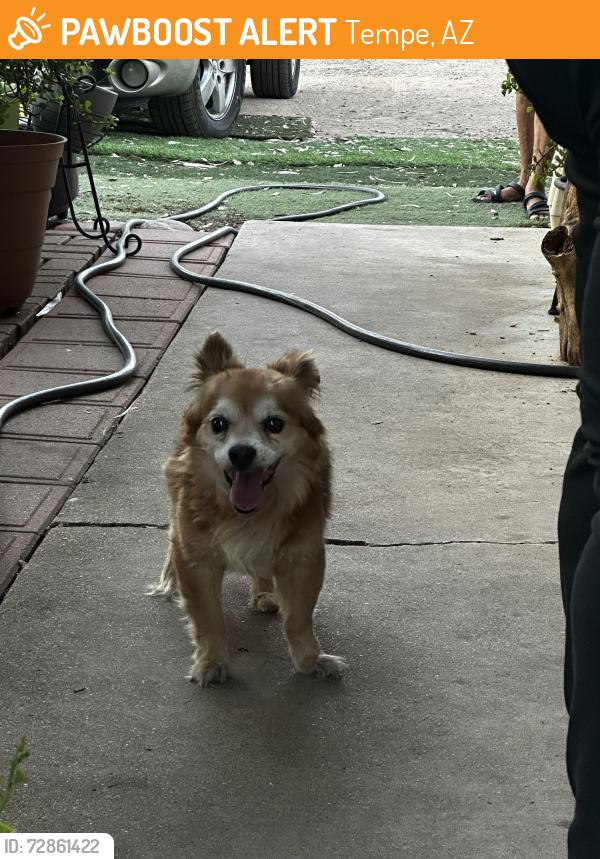 Found/Stray Male Dog last seen McClintock and university, Tempe, AZ 85281