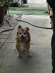 Found/Stray Male Dog last seen McClintock and university, Tempe, AZ 85281